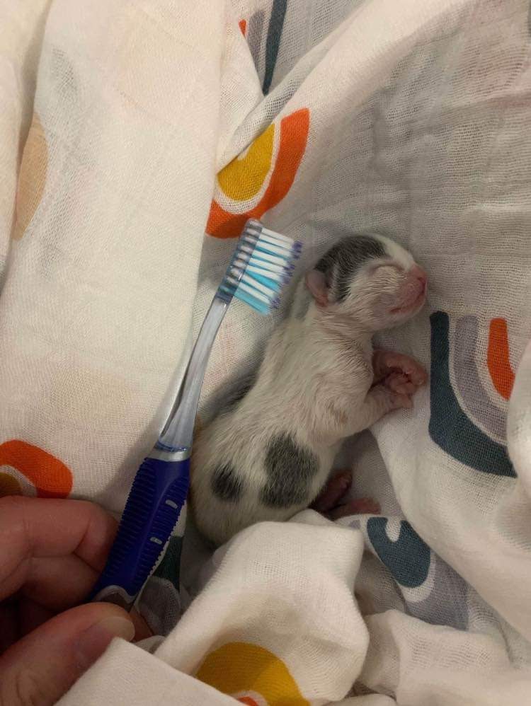 A hand holds up a toothbrush next to a sleeping newborn kitten on a white blanket