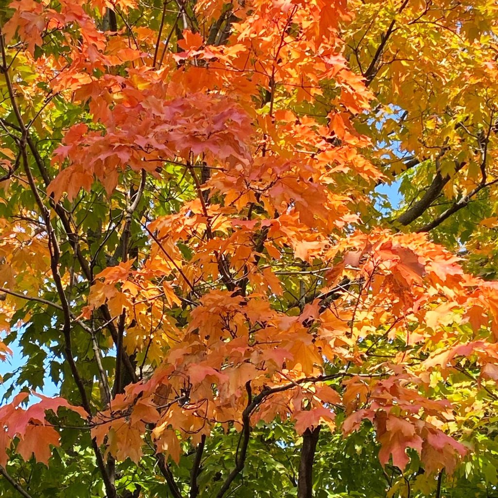 A photo of a tree in Kitchissippi with vibrant fall colours.