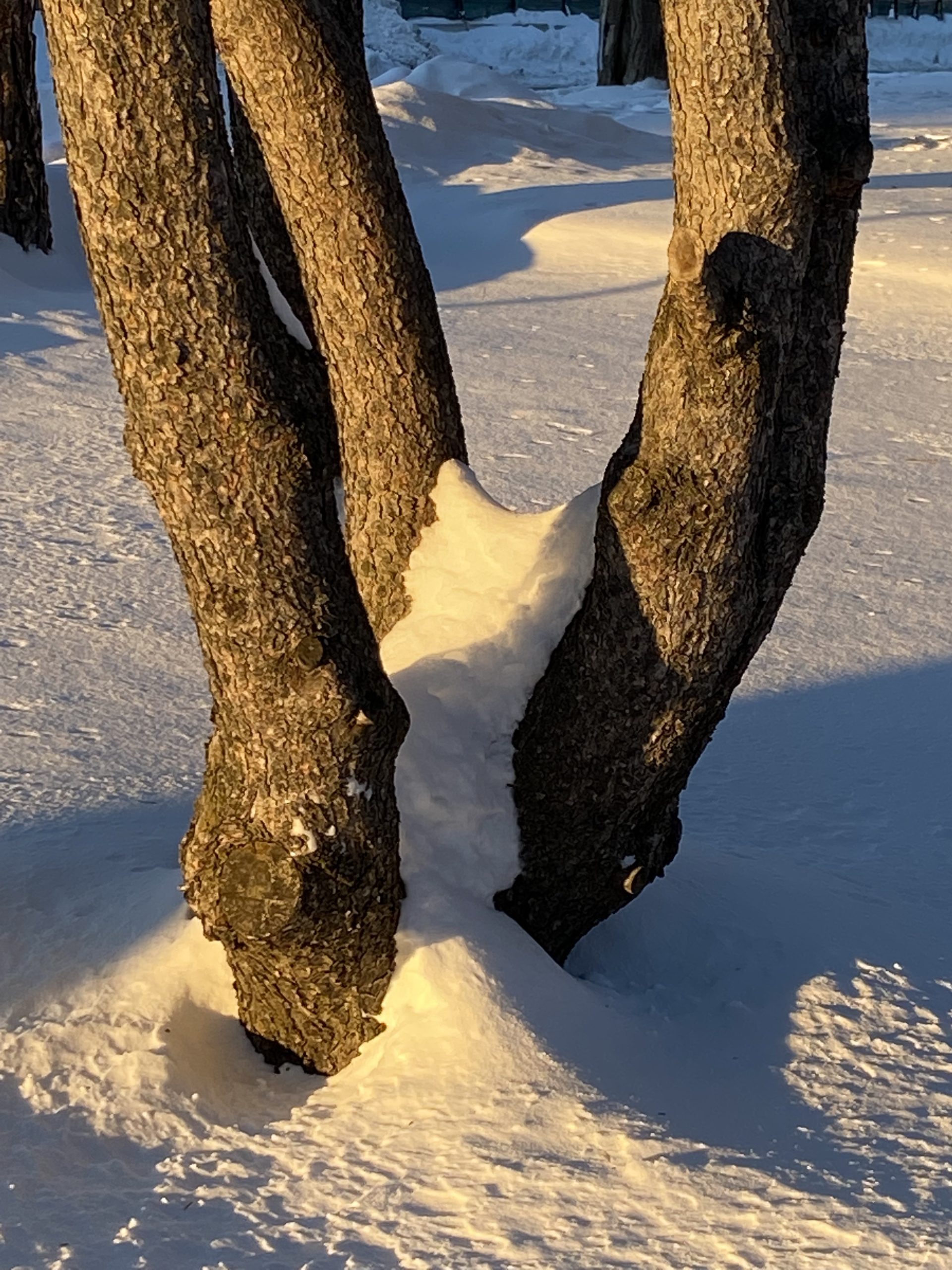 A tree with three trunks is seen buried in snow at sunset