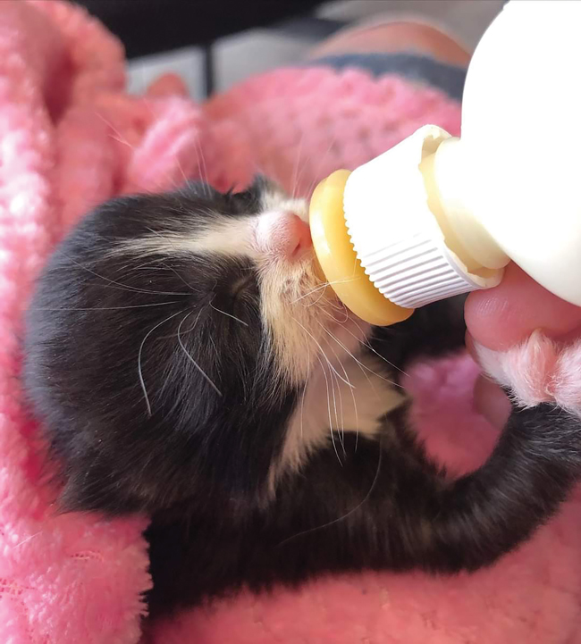 A black and white kitten is being bottle-fed while it is wrapped in a pink blanket|A hand holds up a toothbrush next to a sleeping newborn kitten on a white blanket|Three newborn kittens are seen against a white background.