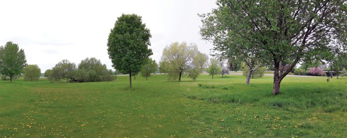 An open green field with trees in spring in Ottawa|