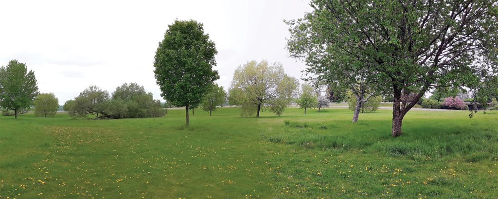 An open green field with trees in spring in Ottawa