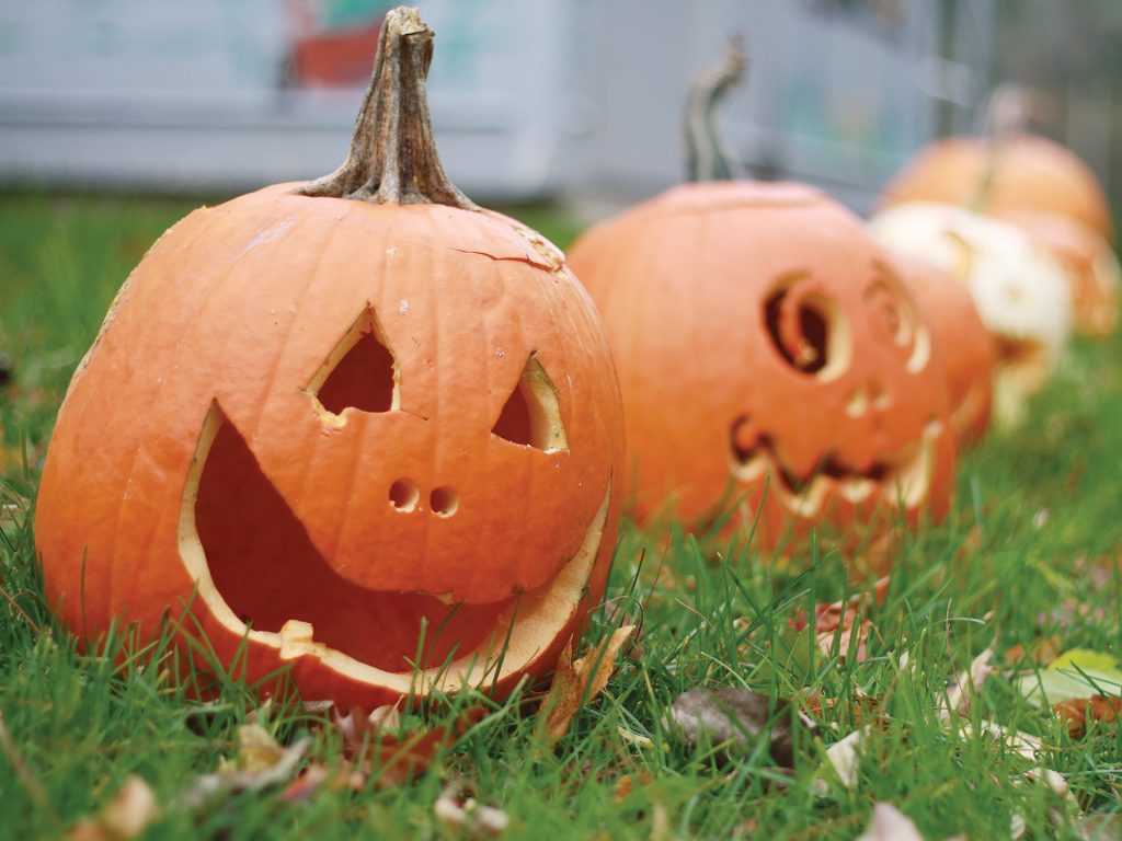 A photo pumpkins along a pumpkin patch in 2016