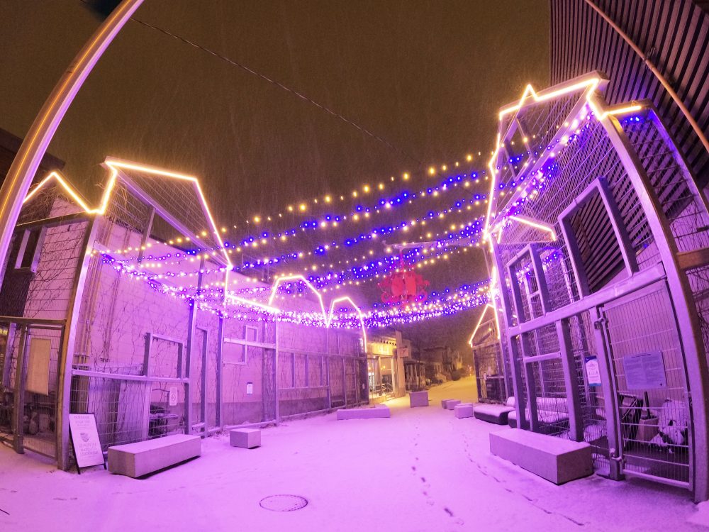 Lights are strung across two buildings in Westboro while the snow falls.