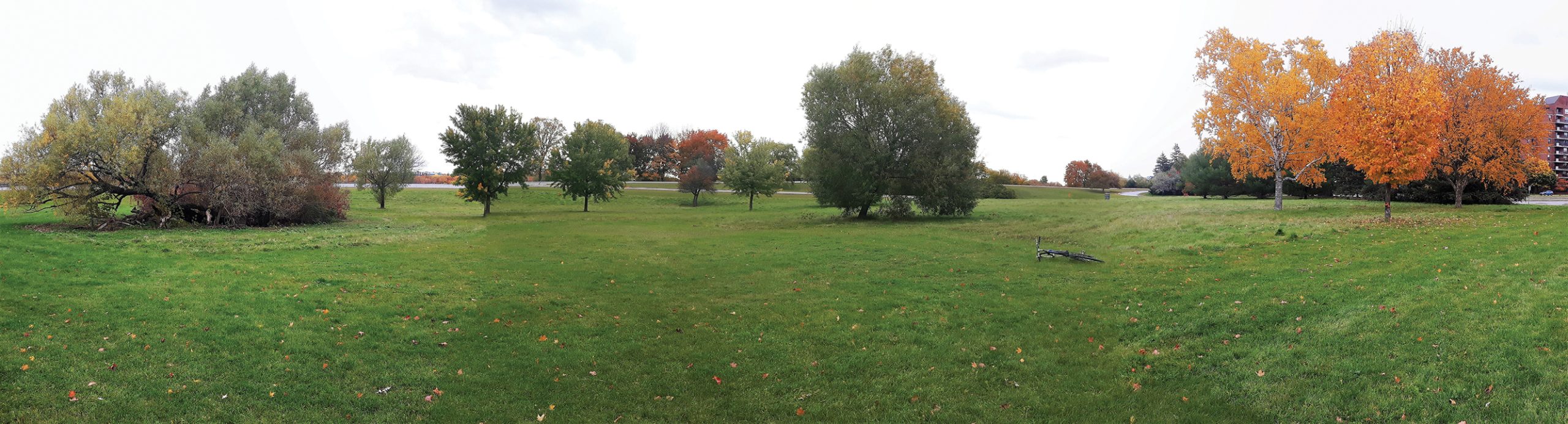 An open green field with trees in spring in Ottawa.