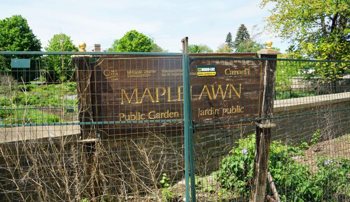 The main sign at Maplelawn Garden seen behind a construction fence on a sunny day.|