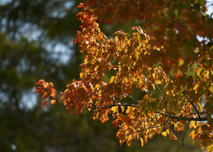 A brightly lit tree with orange and red leaves|People are seen standing at a farmers' market stand in Hintonburg with apples and apple cider in the background|Green and red berries are seen on a tree in September on a sunny day|A close up of leaves changing colour on a vine in Westboro|The side of the Parkdale Market on a sunny day in fall with signs and vendors out|Two people sit at a bench and take a break from their bike ride along the Ottawa River|Two people ride on bikes near Westboro Beach on a sunny day with trees in the background|