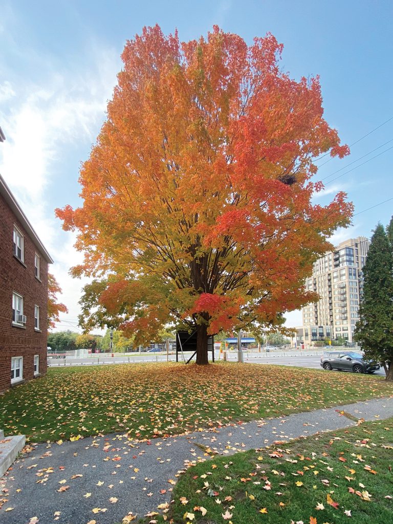 A photo of leaves falling off a tree in autumn in the ward.