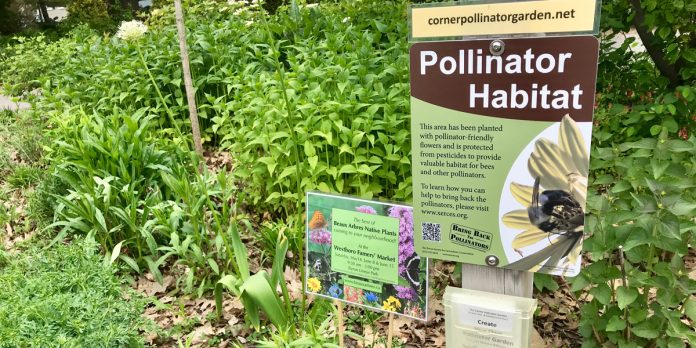 Pollinator garden