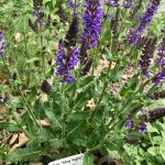 Pollinator garden, Ottawa