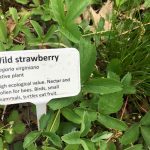 Pollinator garden, Ottawa