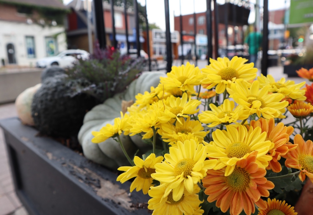 Yellow and orange mum flowers are in a pot alongside pumpkins on Wellington Street West. 