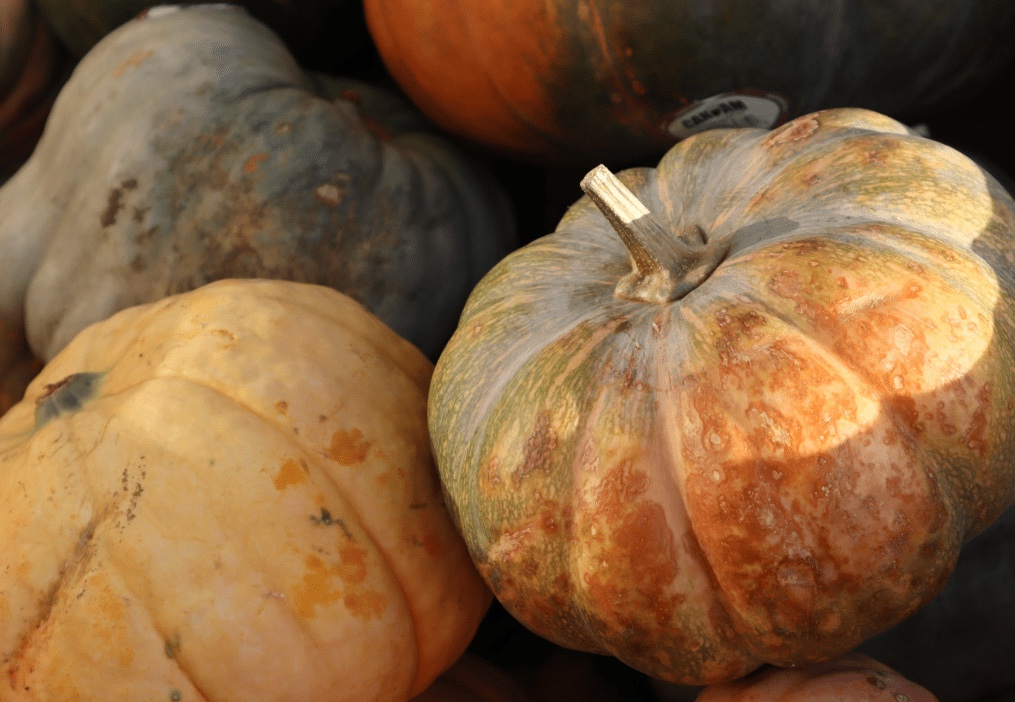 Pumpkins for sale at Metro Grover. They are in a bin. 