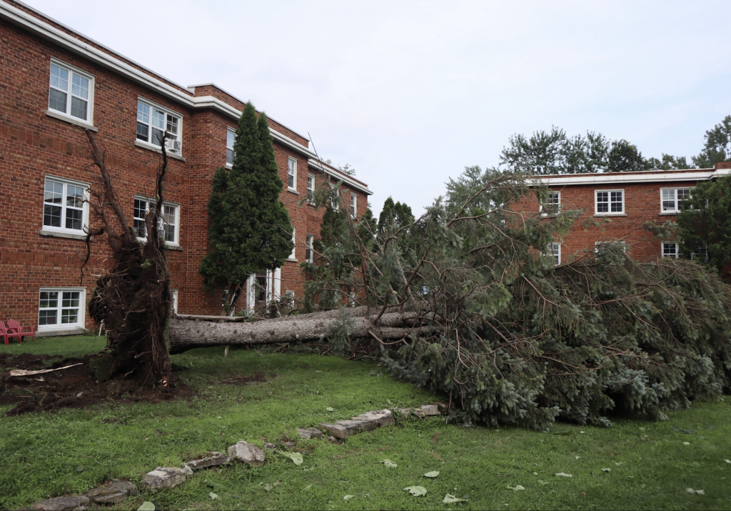 A large fallen pine tree outside Byron apartments. 