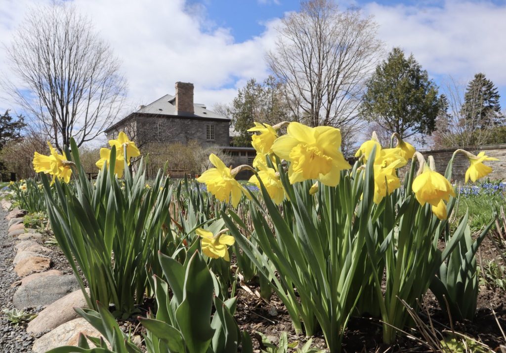 Yellow daffodils sprout out of the ground with The Keg manor in the distance. 