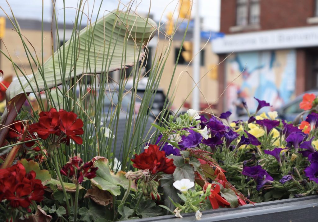 Colourful flowers in a plant box. 