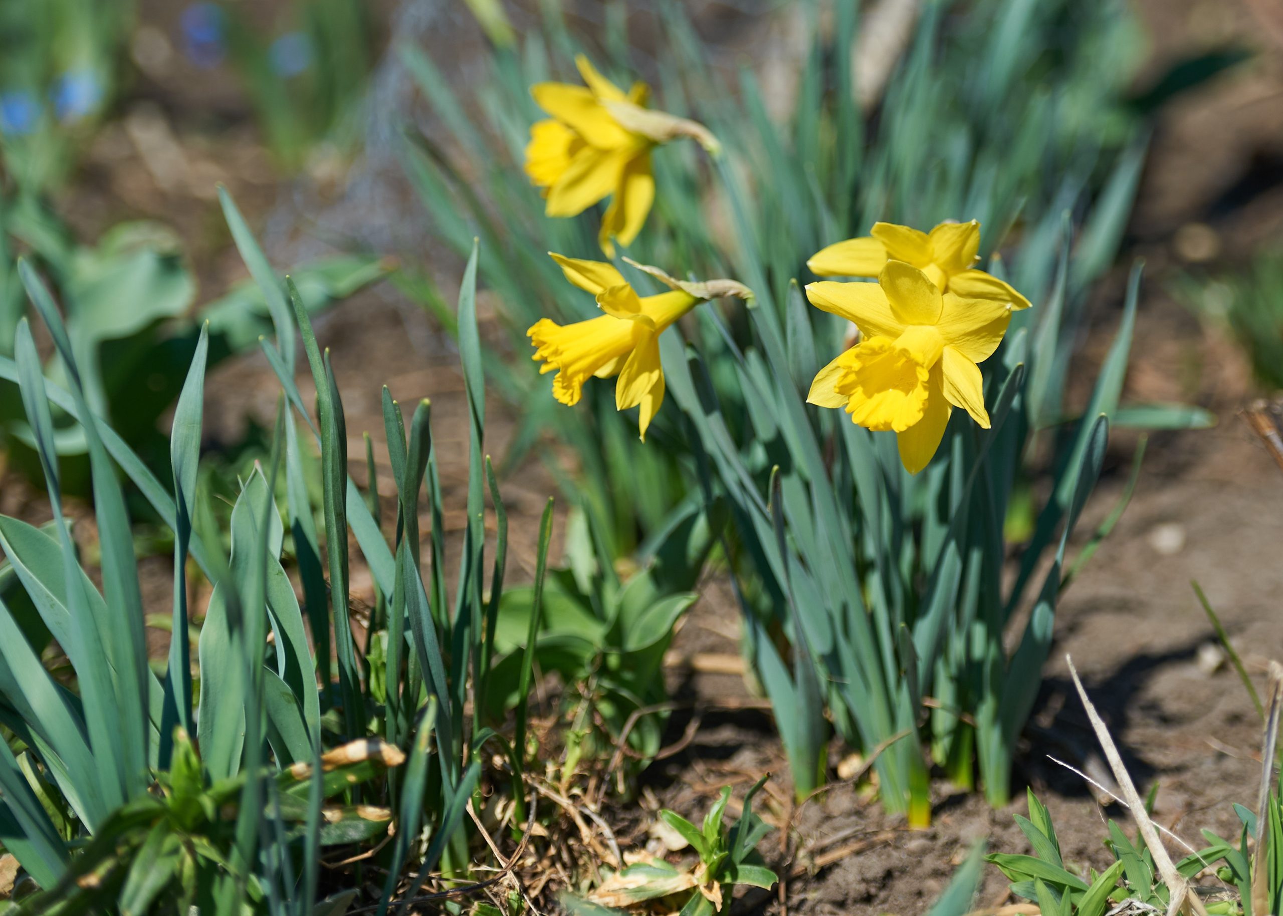 Yellow daffodils blooming out of the ground. 