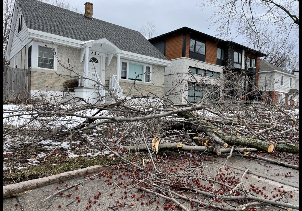 Many Br Andes sit on the ground outside of a home in Westboro.