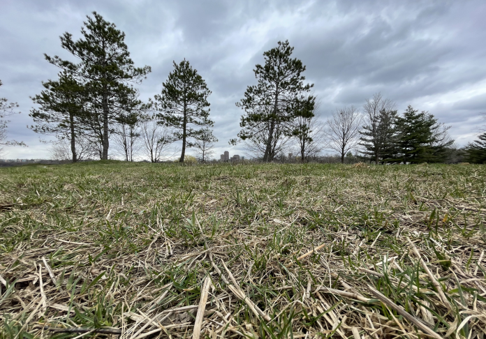 Lazy Bay commons on a grey day. The grass is starting to turn green and trees are seen in the distance.