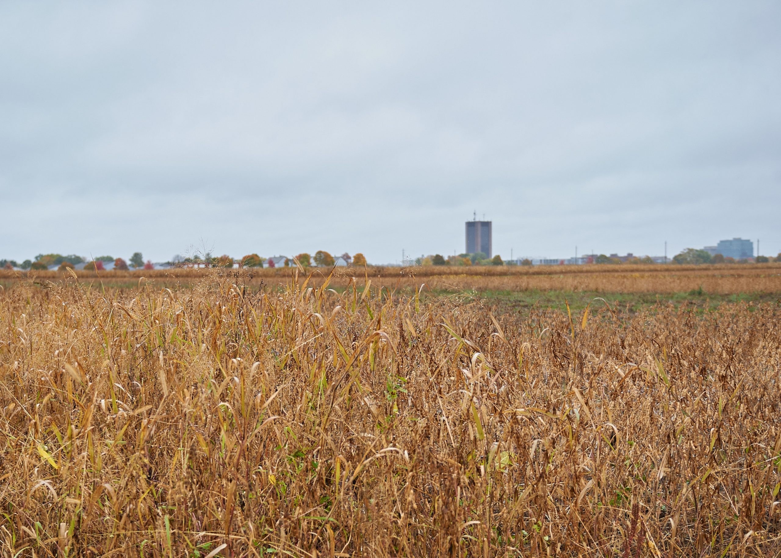 Wheat fields with Dunton Tower at Carleton University in the distance. 