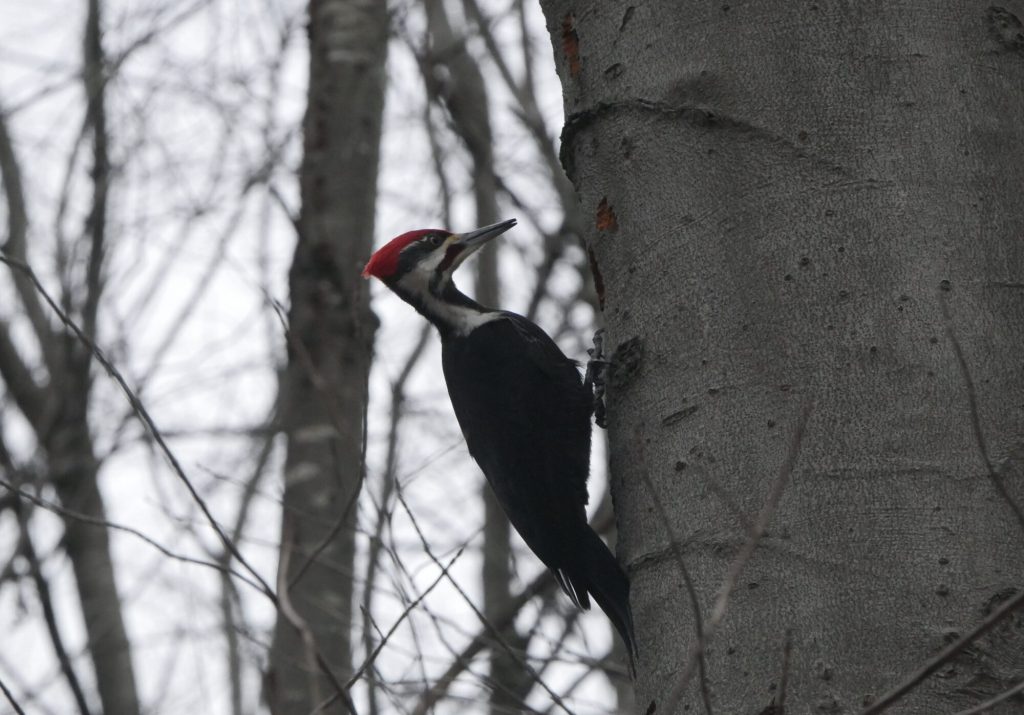 A woodpecker sitting on a tree. 