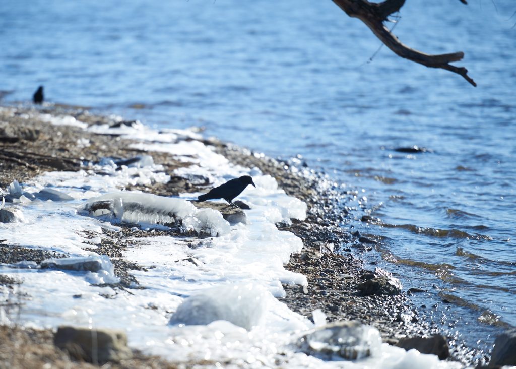 A bird sits on ice near the river. 