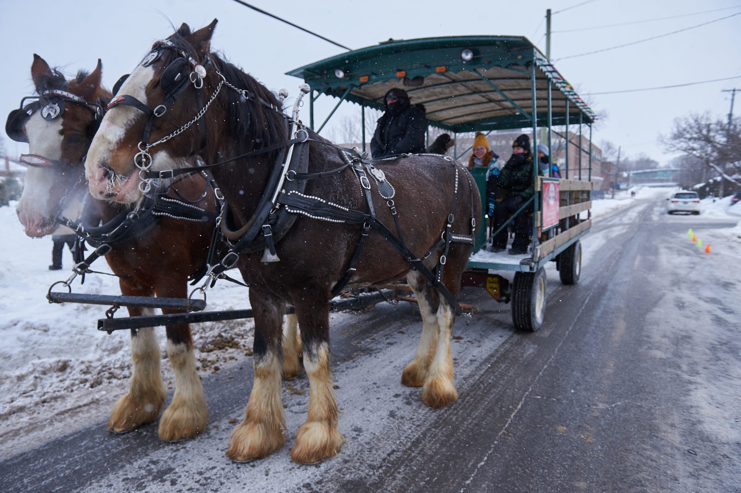 Two large brown horses pull a carriage with people on it.