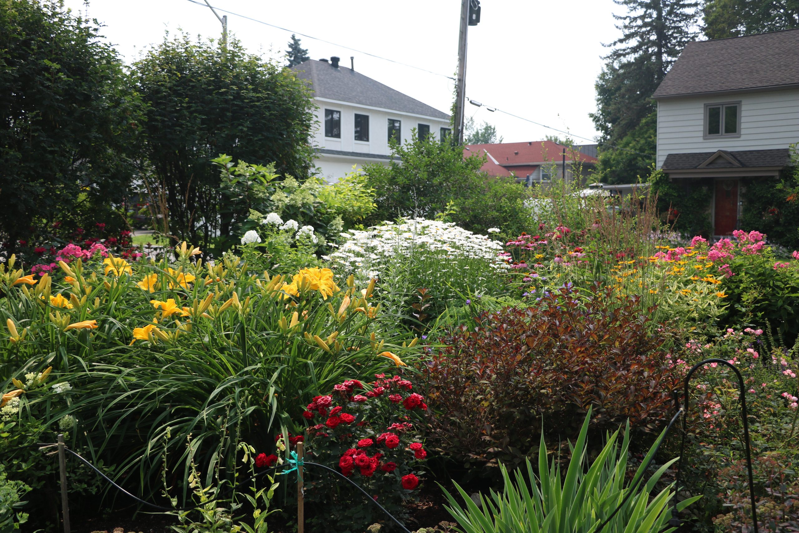 Flowers of all colours in a garden. Houses are in the distance. 