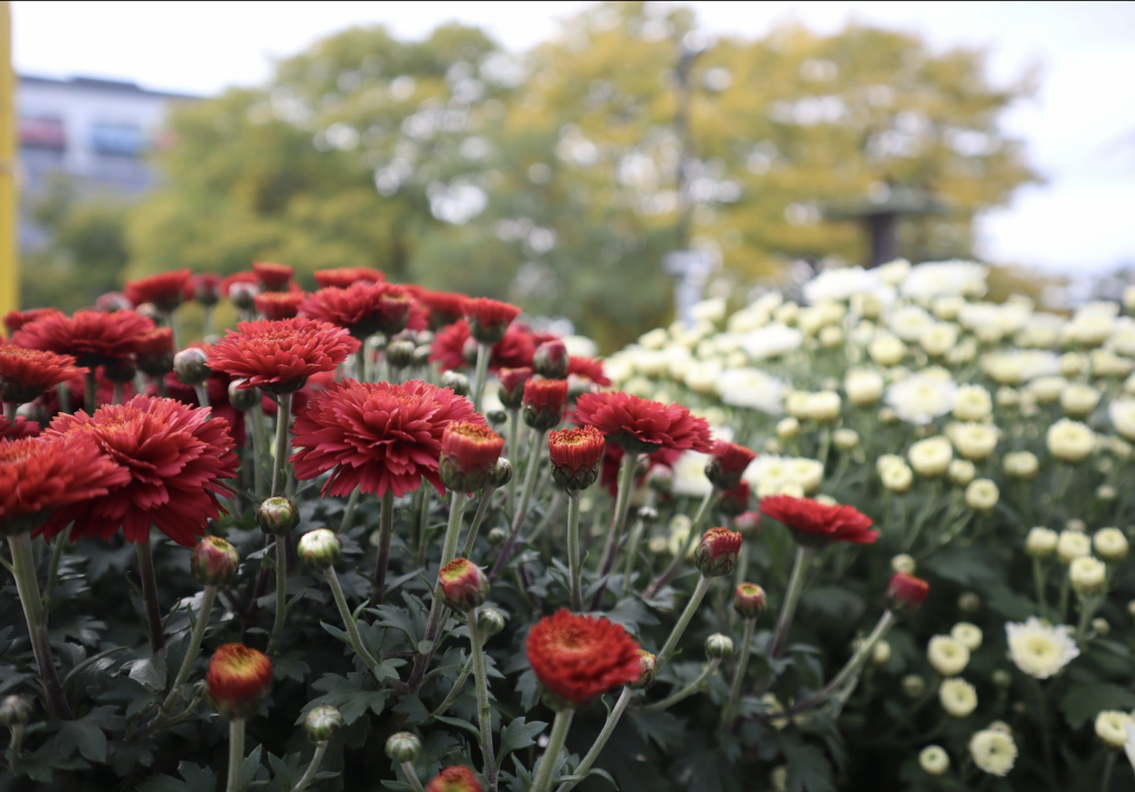 An up close photo showing a pot or red mums and a pot of white mums. 