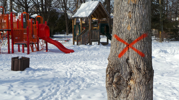 |Deb Chapman is concerned about the fate of the trees at Clare Gardens Park in Westboro. Photo by Andrea Tomkins