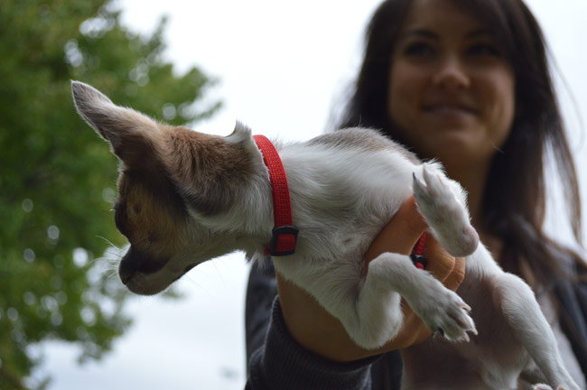 Born with a deformity on his paw, Pickles the toy Chihuahua is about to get his first ever pedicure but not without a few jitters along the way. 