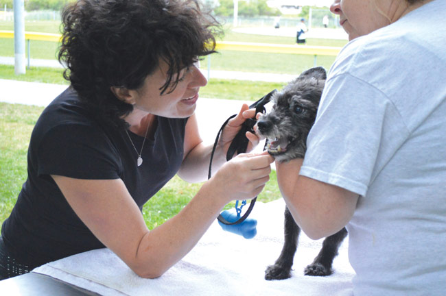 Oliver nervously gets a pedicure by staff members of the Bayview Animal Hospital. His owner was on hand to give him all the support he needed.