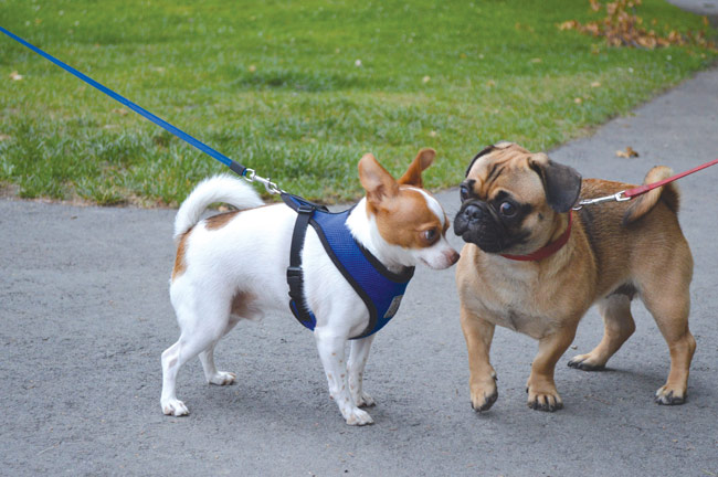 Roxy confronts a new dog to the Hampton Court Park before getting her usual pedicure. “It’s a nice little gathering,” says owner Elaine Evraire. She also commended the Bayview’s support for dog rescue organizations. 