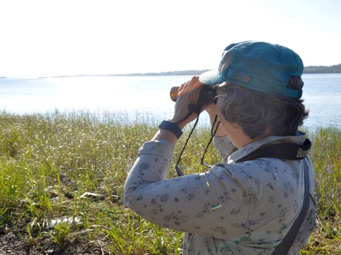 |Kitchissippi’s Bev McBride leads birding excursions for the Ottawa Field-Naturalists Club. She’s pictured here on the shores of the Ottawa River