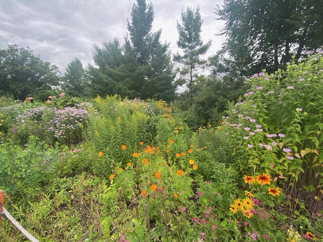 Many plants in a garden.