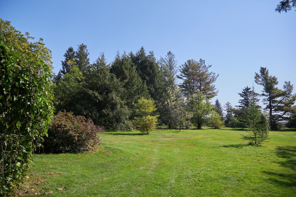 A variety of trees on a sunny day.