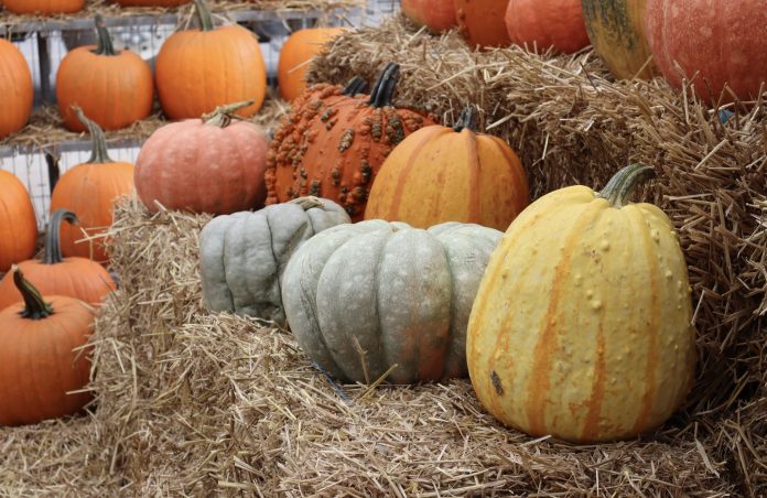 Different colours of pumpkins sit on a hay bale.