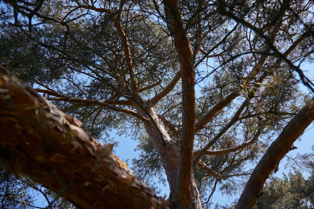 A large pine tree.