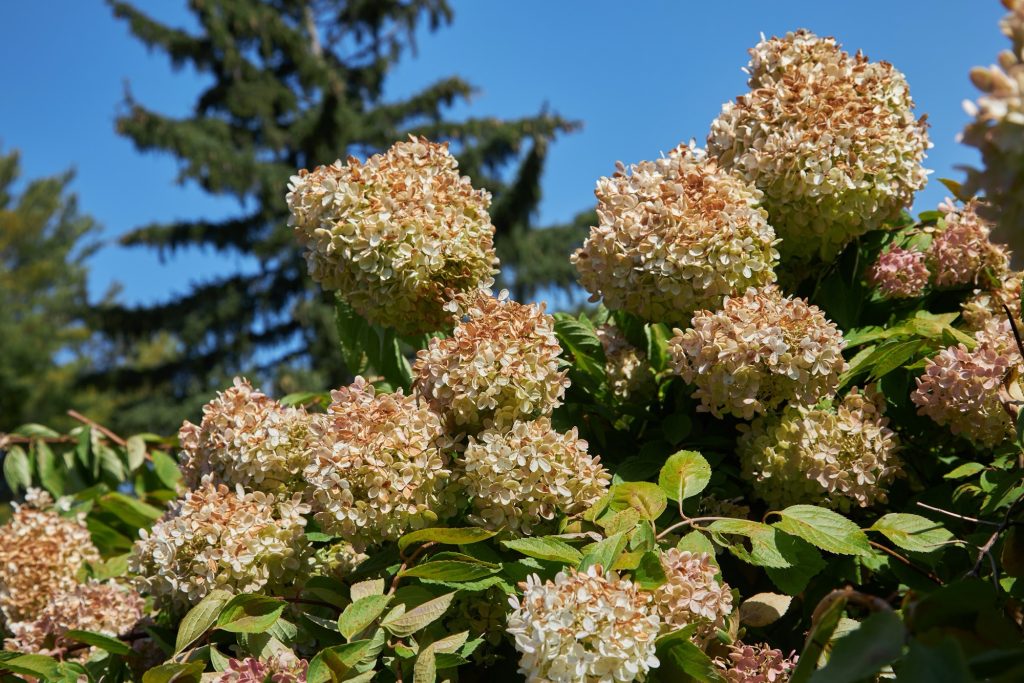 Multiple plants with green leafs.