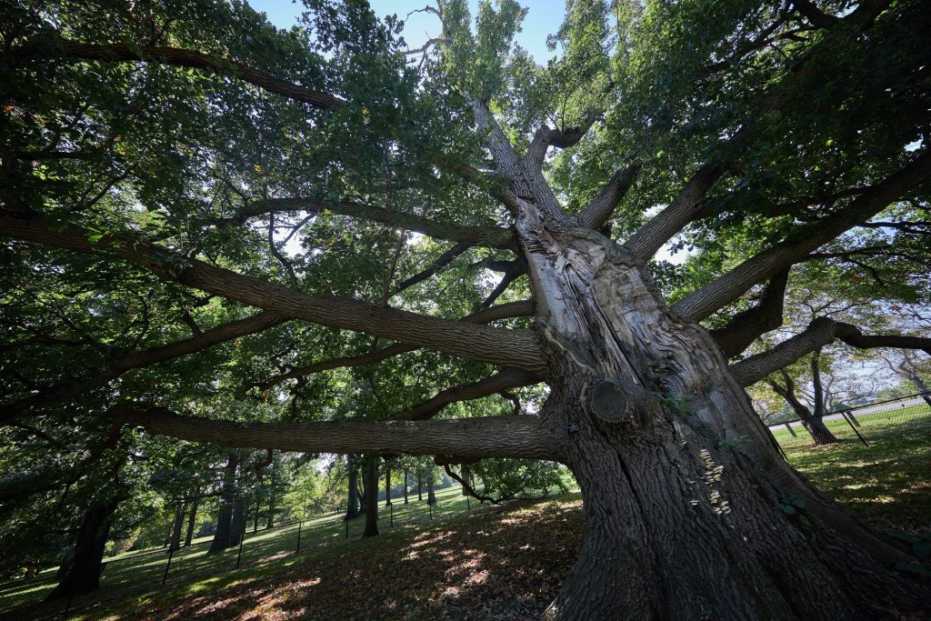 A very large tree is surrounded by a fence. 