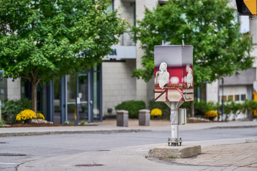 A photo of a snowy owl is displayed on a traffic box near Westboro.